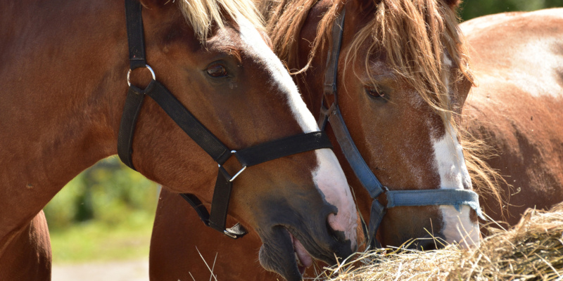 The advantage of going with concrete feeding troughs